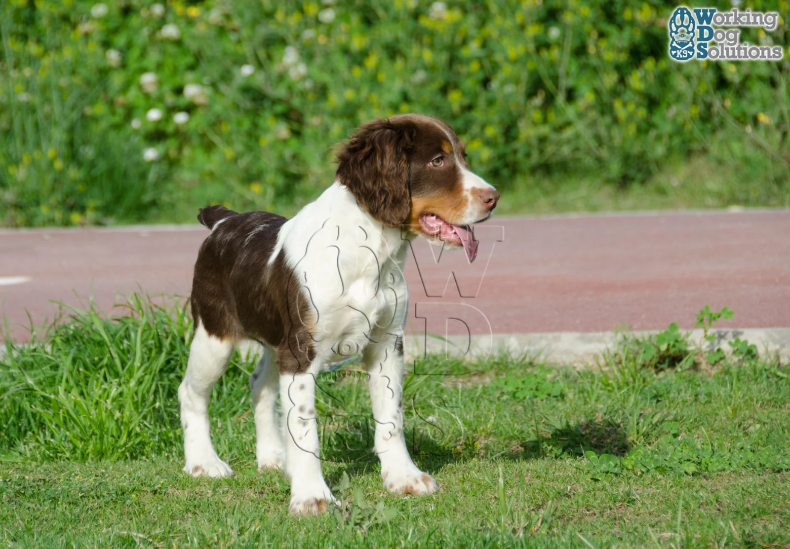 Talia · Working Dog Solutions