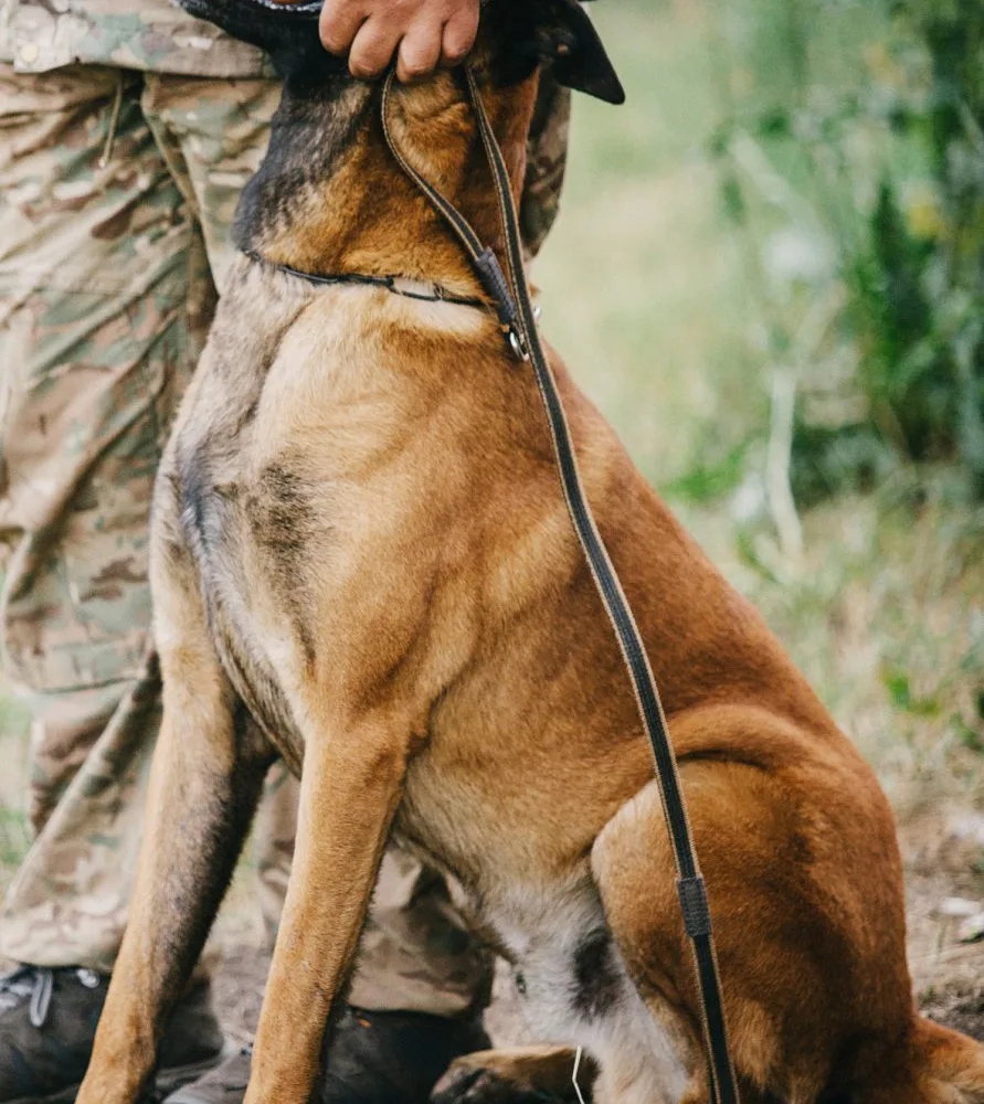Perro de protección K9 preparado por Working Dog Solutions