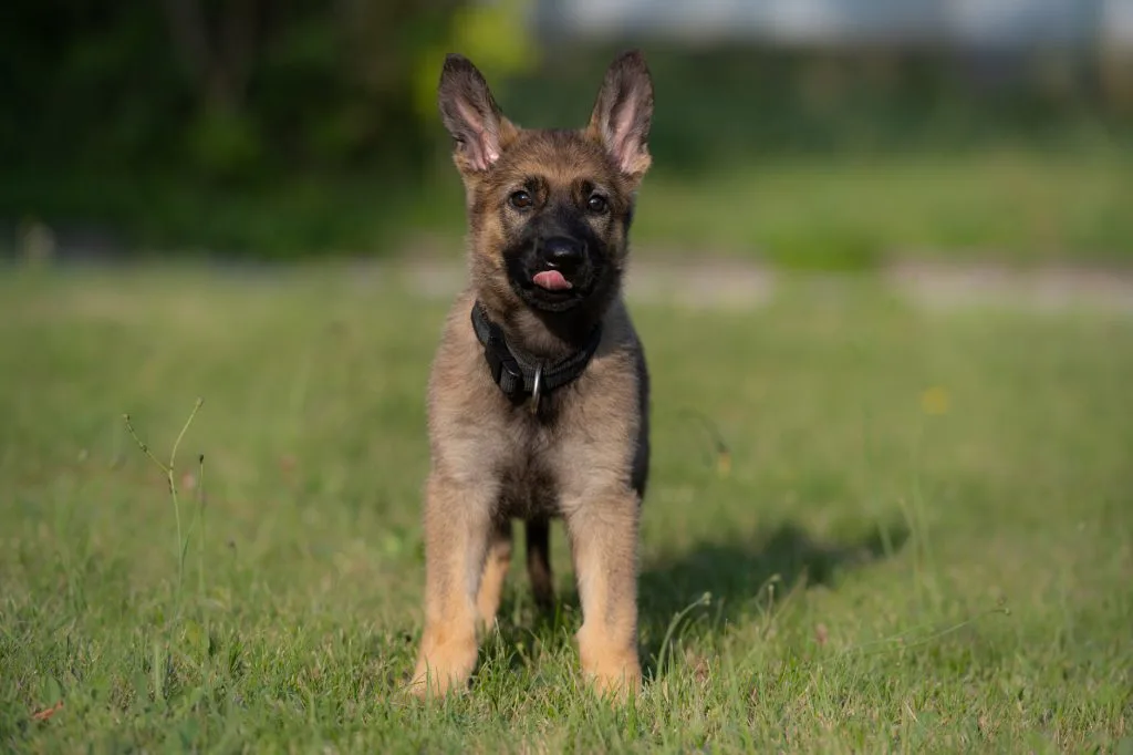 Perro detector K9 durante una búsqueda profesional