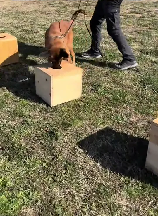 Travail réel de détection K9