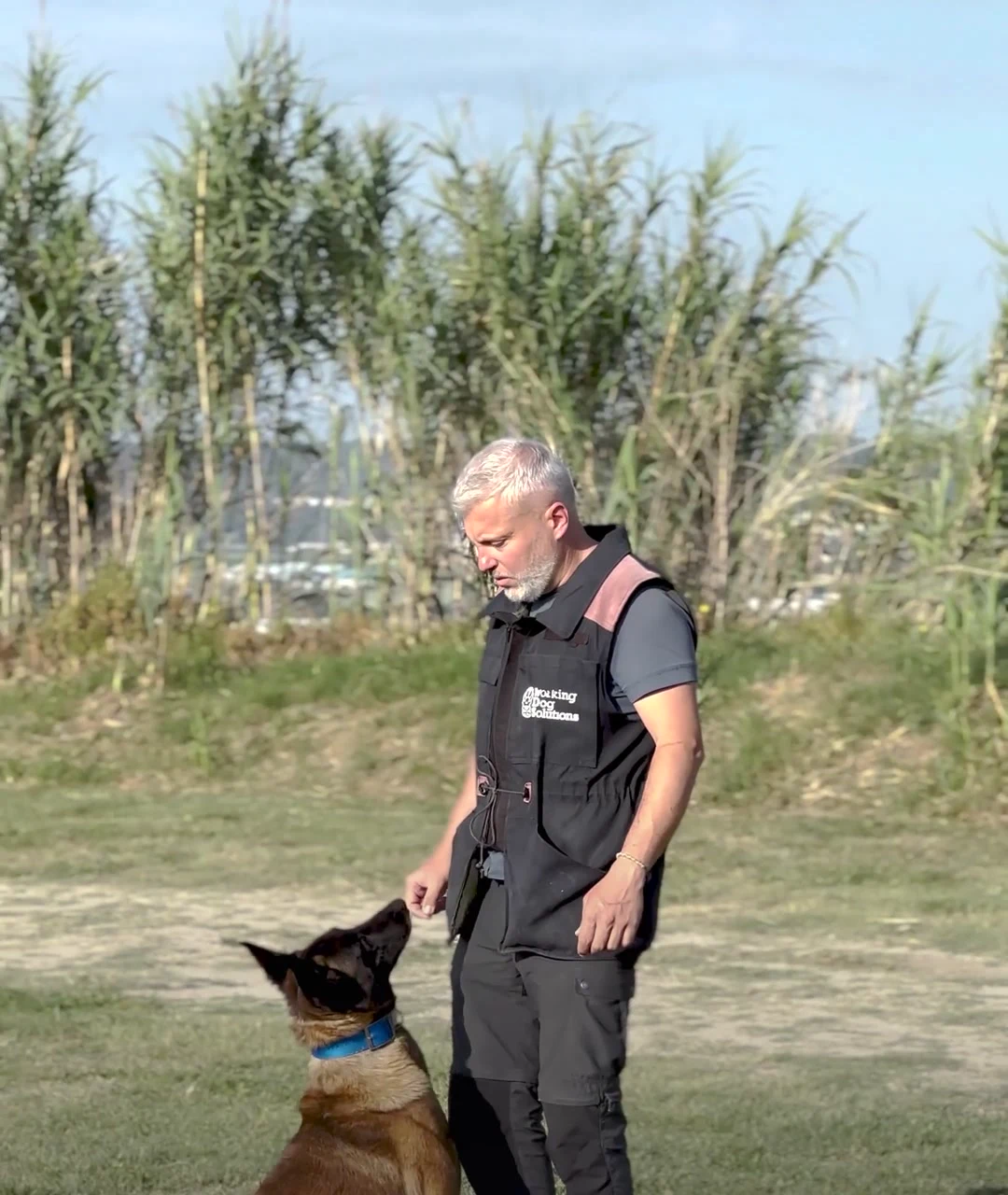 Guía de WDS trabajando la atención con un malinois