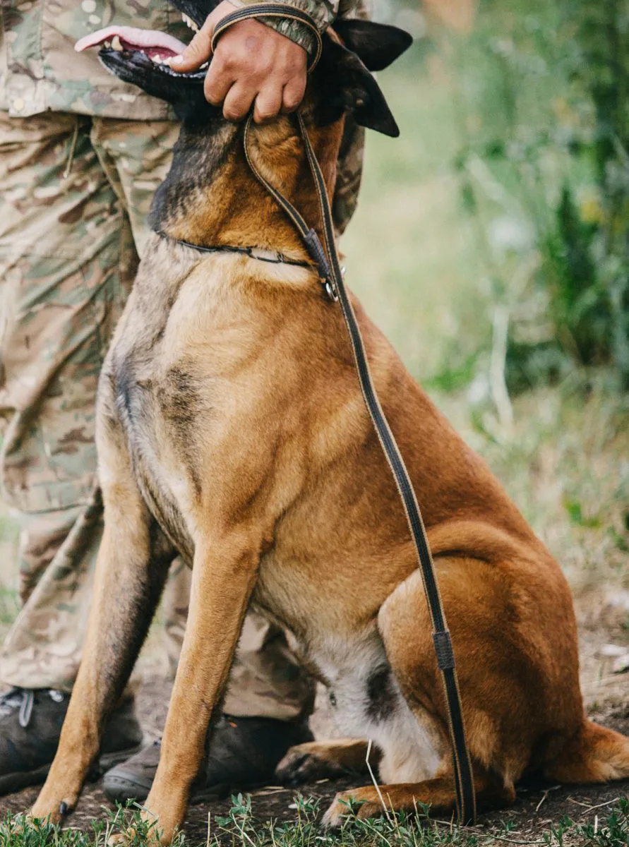 Stable trained protection dog
