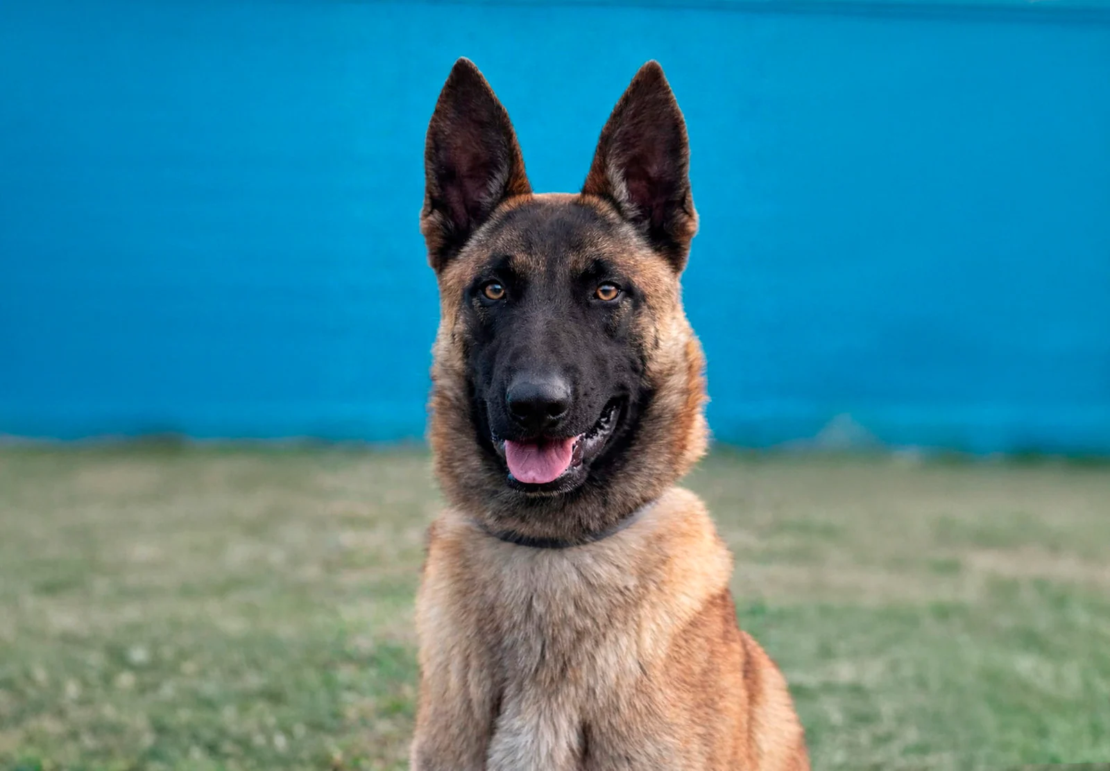 BRAN, perro de Working Dog Solutions