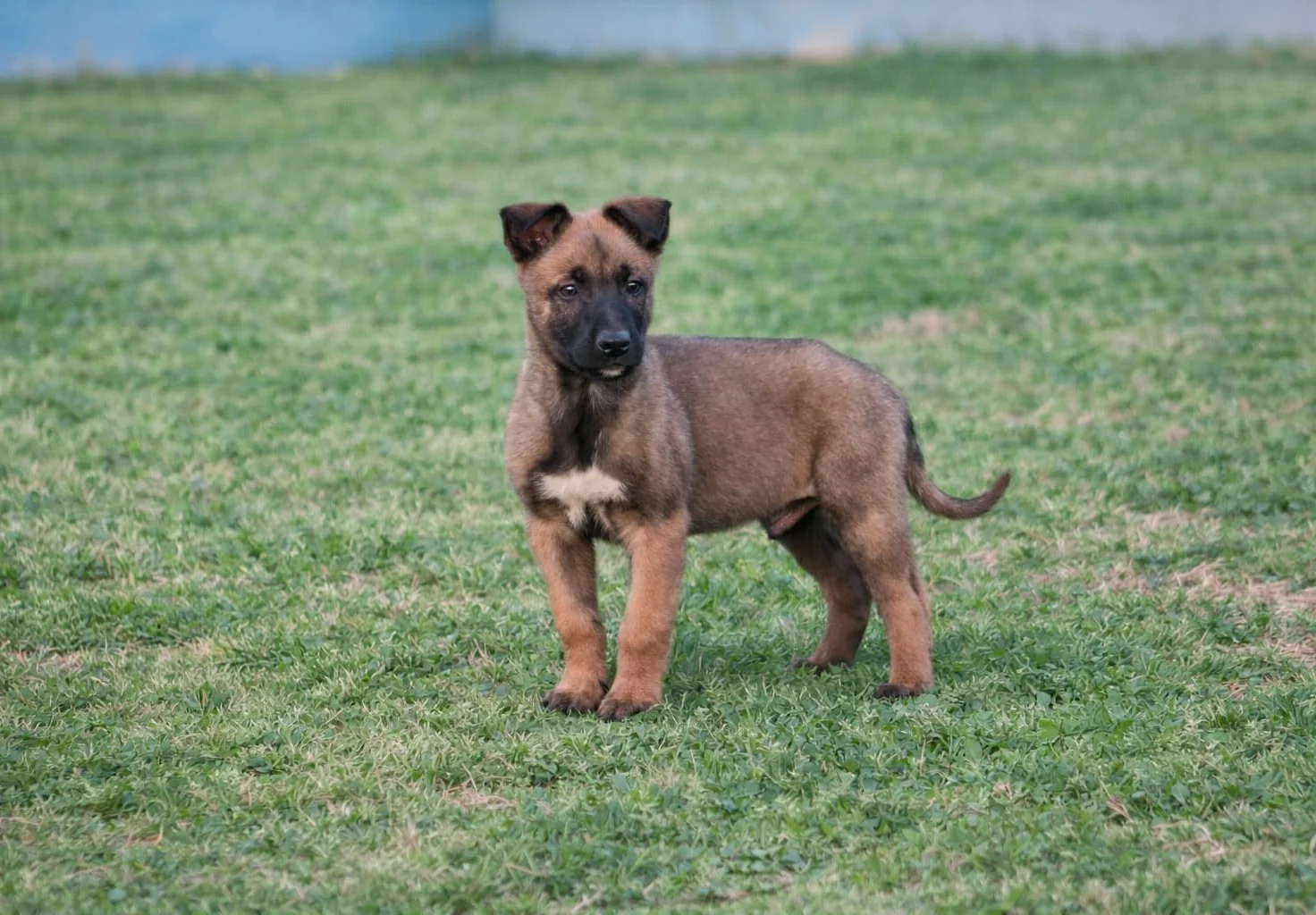 BRUC, perro de Working Dog Solutions