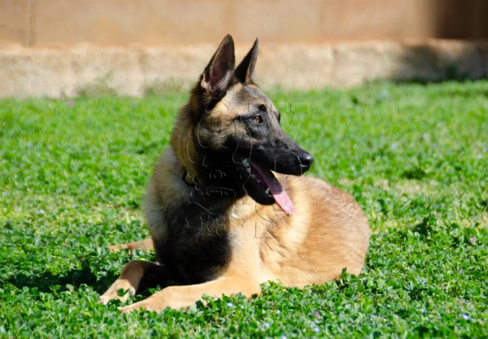 DUKE, perro de Working Dog Solutions
