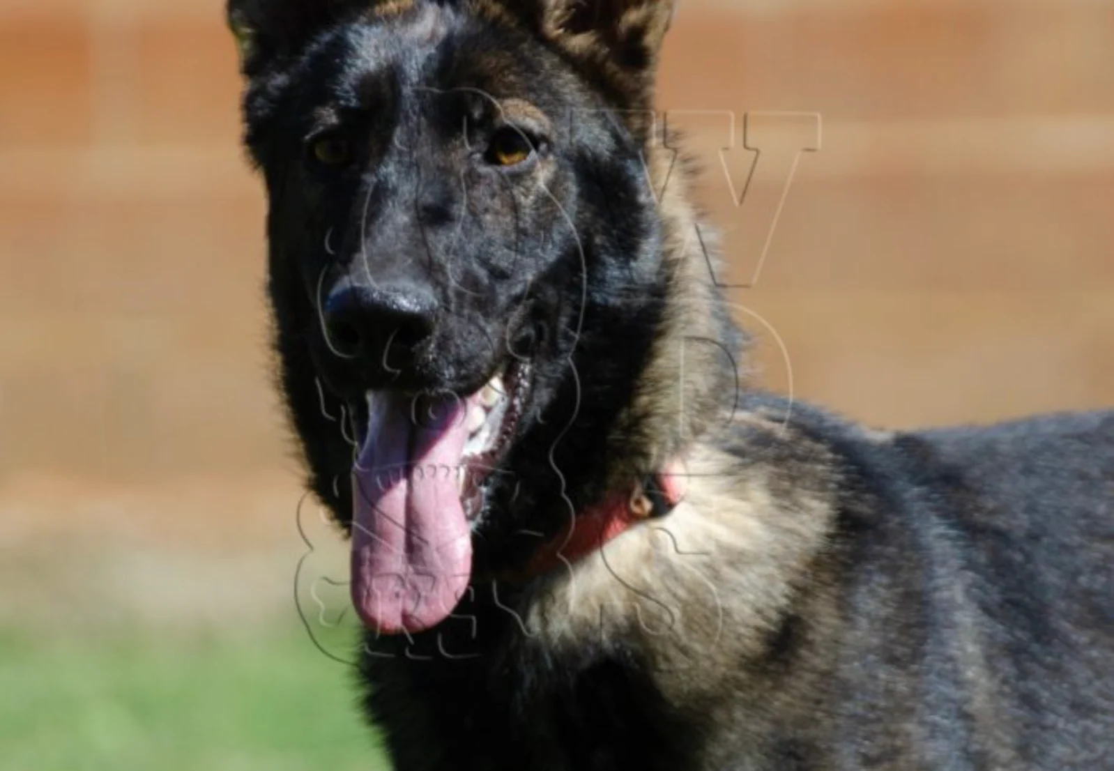 FOXY, perro de Working Dog Solutions