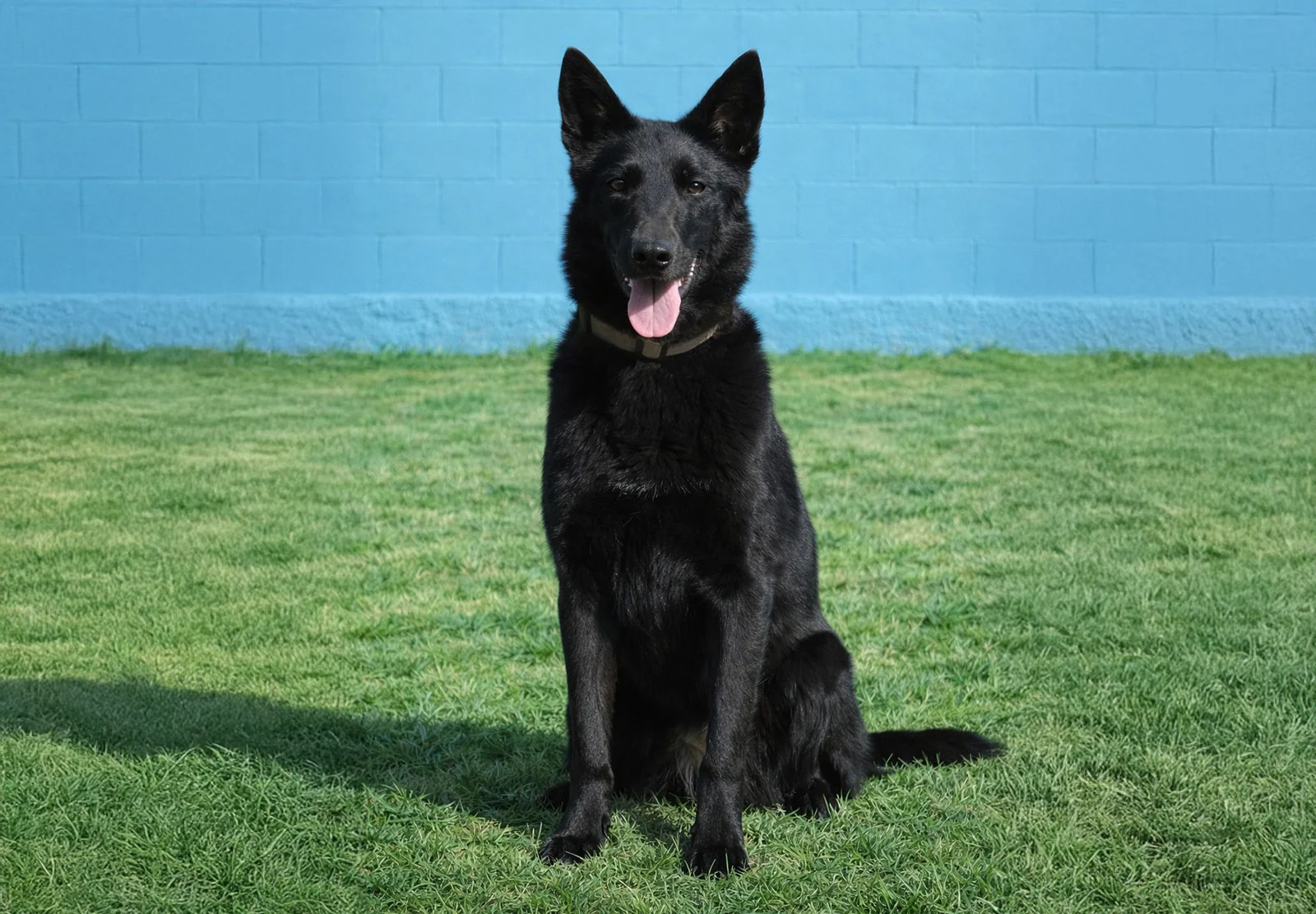GRETA, perro de Working Dog Solutions