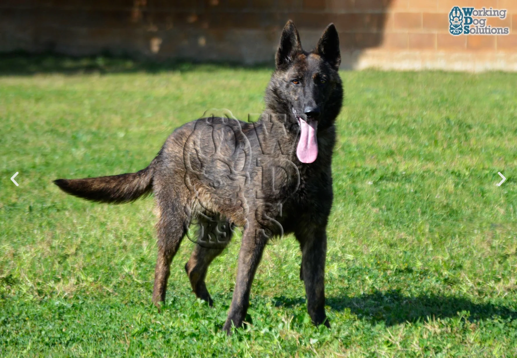 HAVANNA, perro de Working Dog Solutions