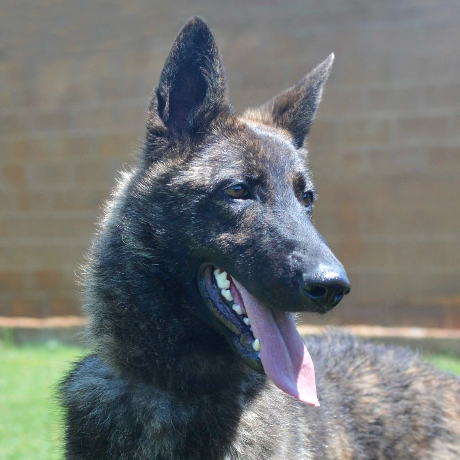 HAVANNA, perro de Working Dog Solutions