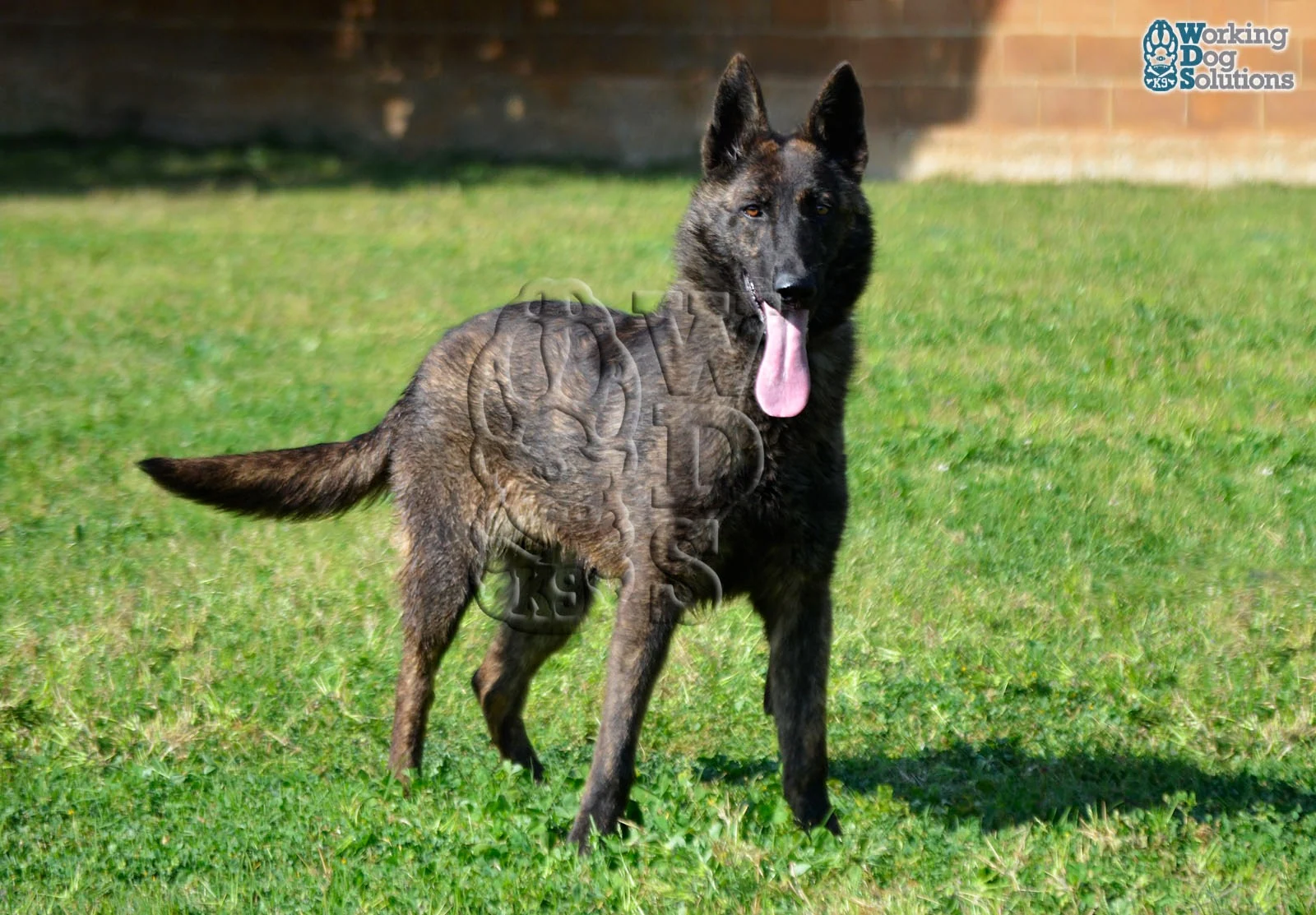 HAVANNA, perro de Working Dog Solutions