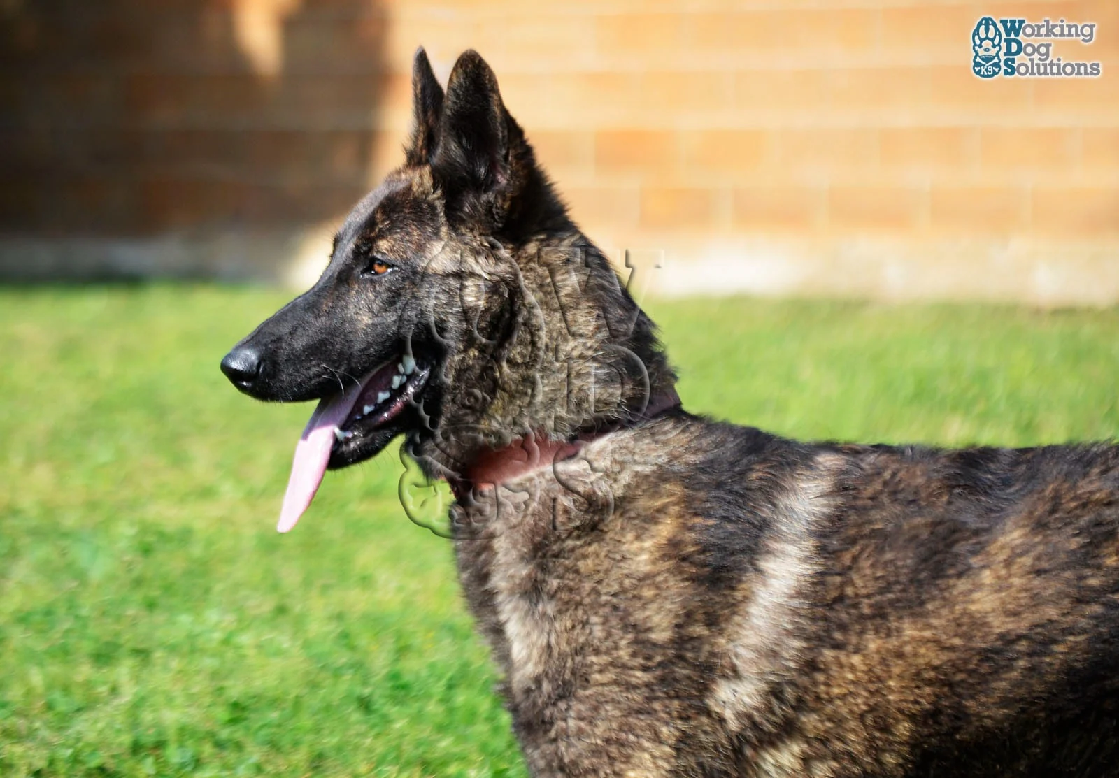HAVANNA, perro de Working Dog Solutions