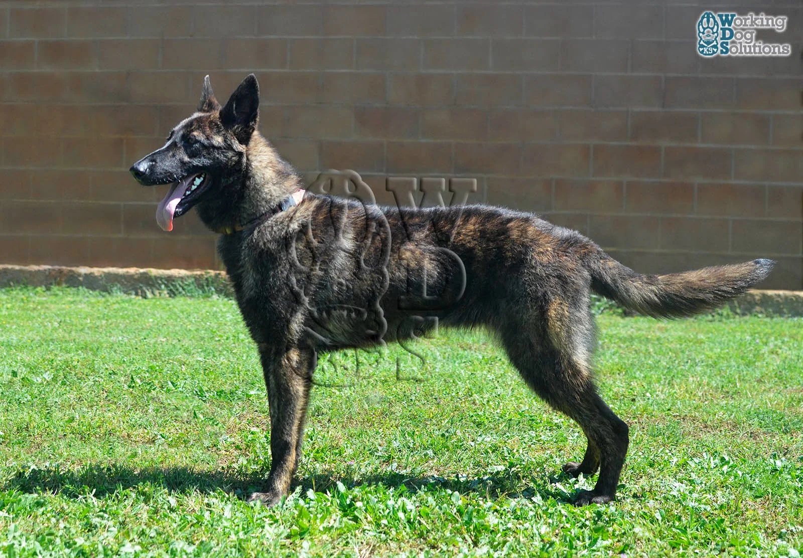 HAVANNA, perro de Working Dog Solutions