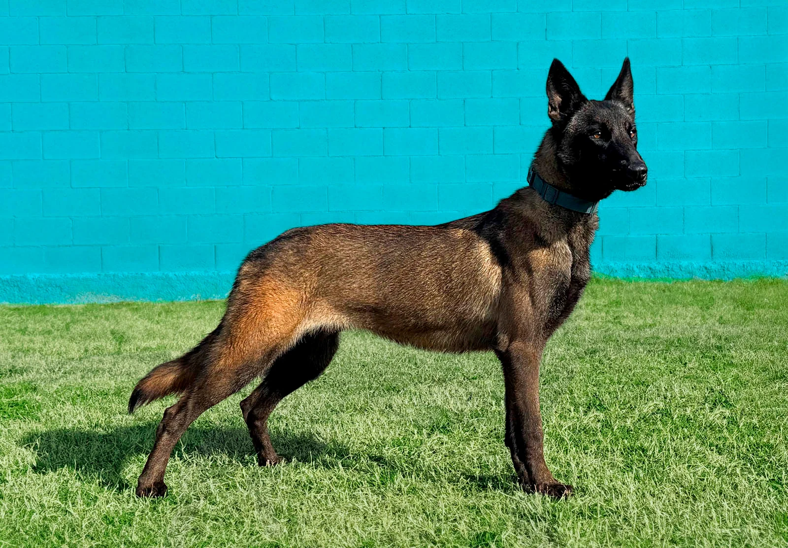HERA, perro de Working Dog Solutions