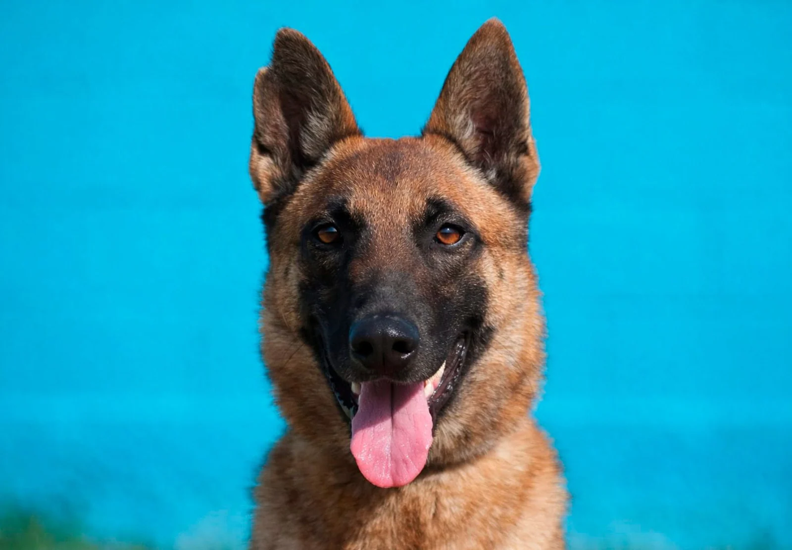 HERA, perro de Working Dog Solutions