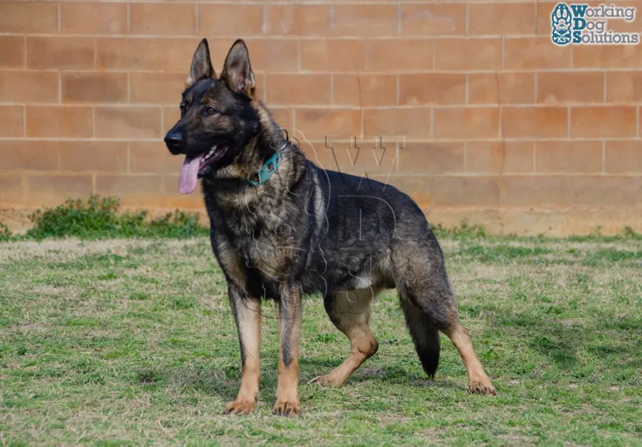 LOBO, archivo fotográfico