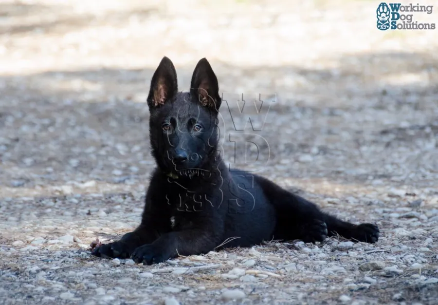 ARES, archivo fotográfico