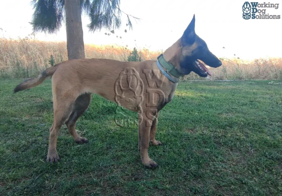ANUBIS, archivo fotográfico