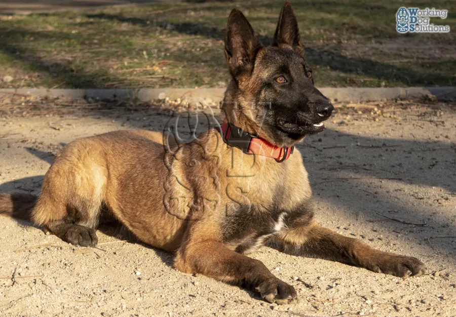 LEYA, archivo fotográfico