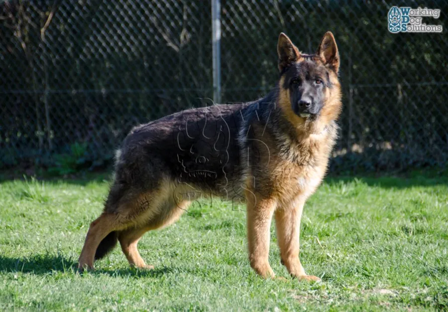 RISKO, archivo fotográfico