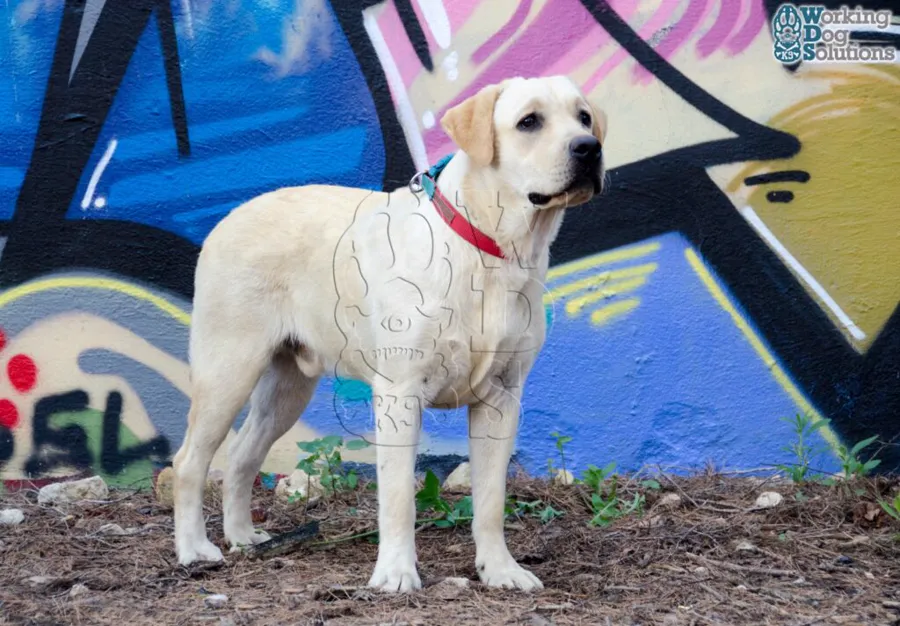 BOBY, archivo fotográfico