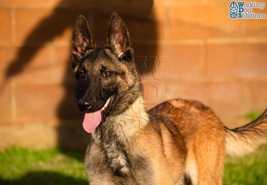 APOLO, archivo fotográfico