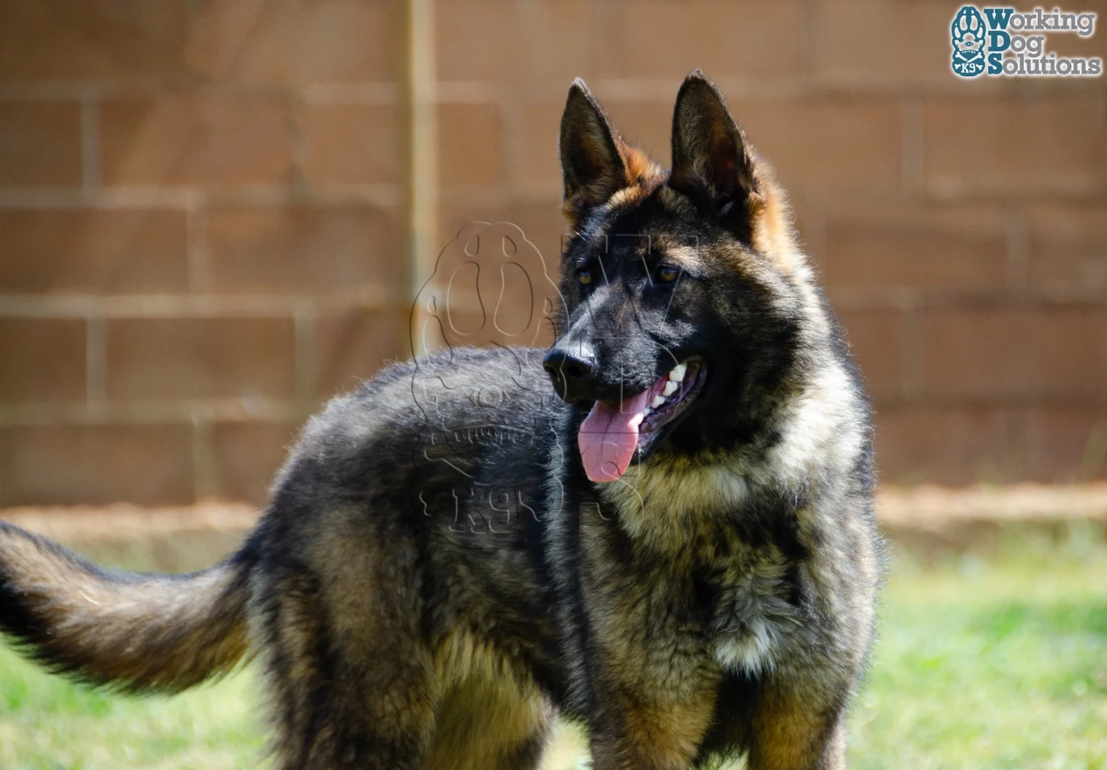JANNA, perro de Working Dog Solutions