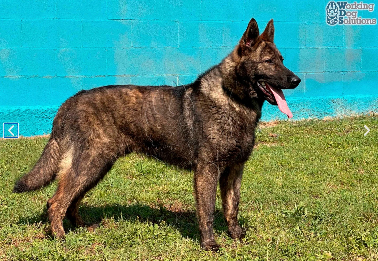 JUNO, perro de Working Dog Solutions