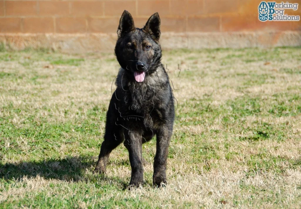 JUNO, perro de Working Dog Solutions