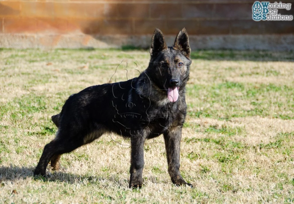 JUNO, perro de Working Dog Solutions