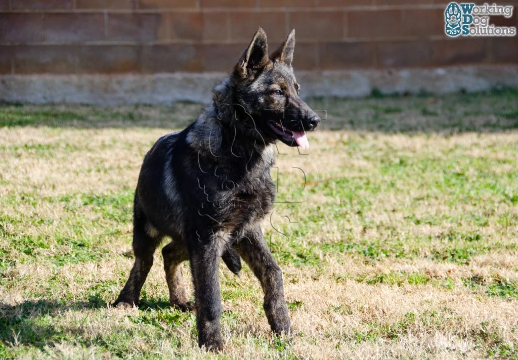 JUNO, perro de Working Dog Solutions