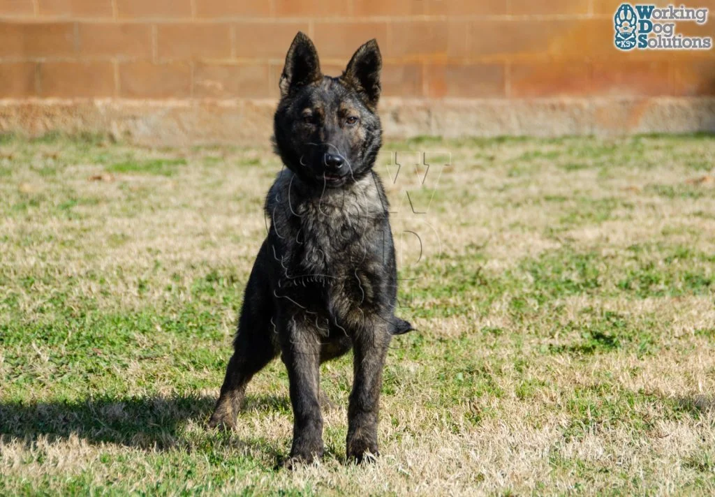JUNO, perro de Working Dog Solutions