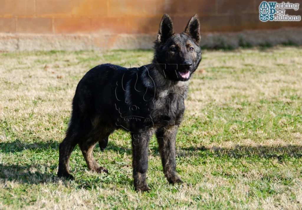 JUNO, perro de Working Dog Solutions