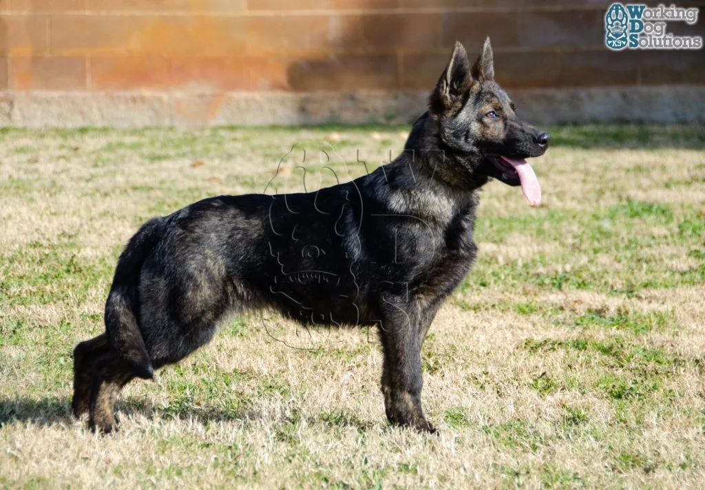 JUNO, perro de Working Dog Solutions