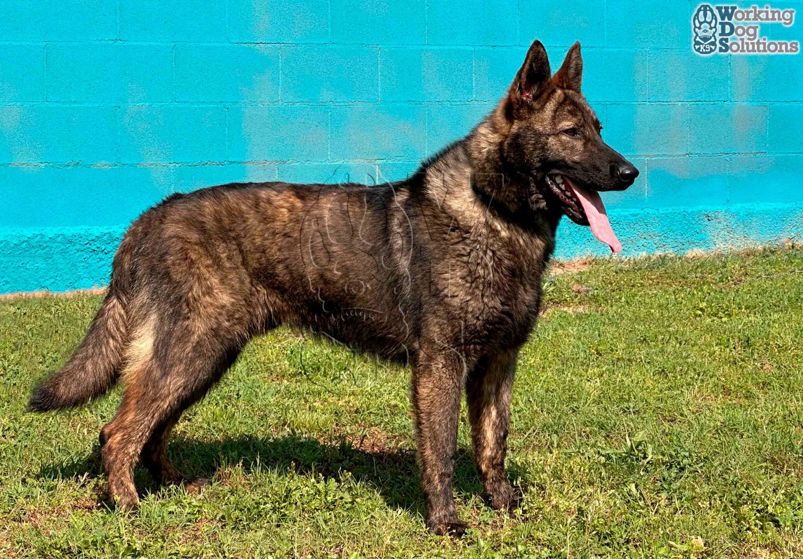 JUNO, perro de Working Dog Solutions