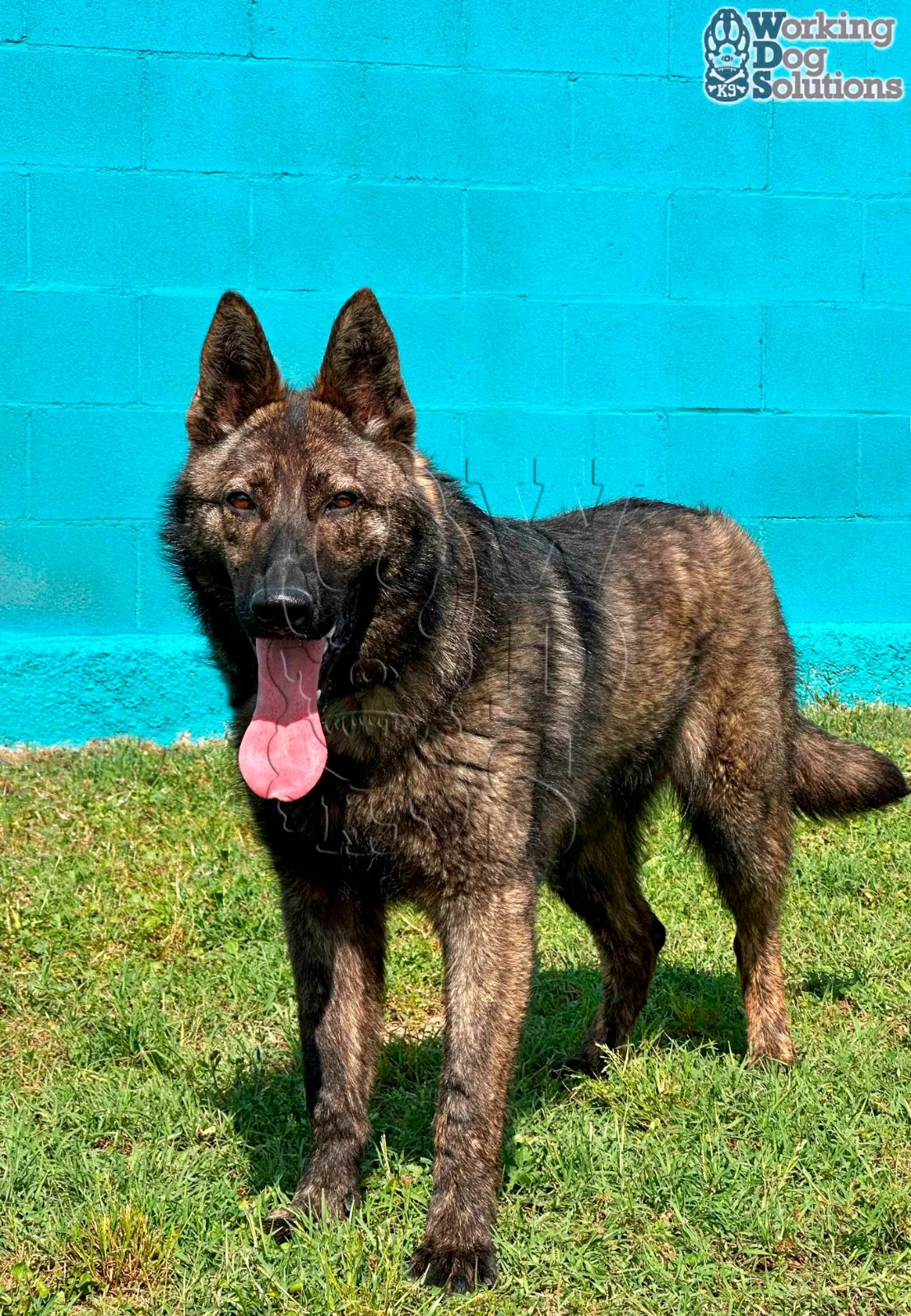 JUNO, perro de Working Dog Solutions