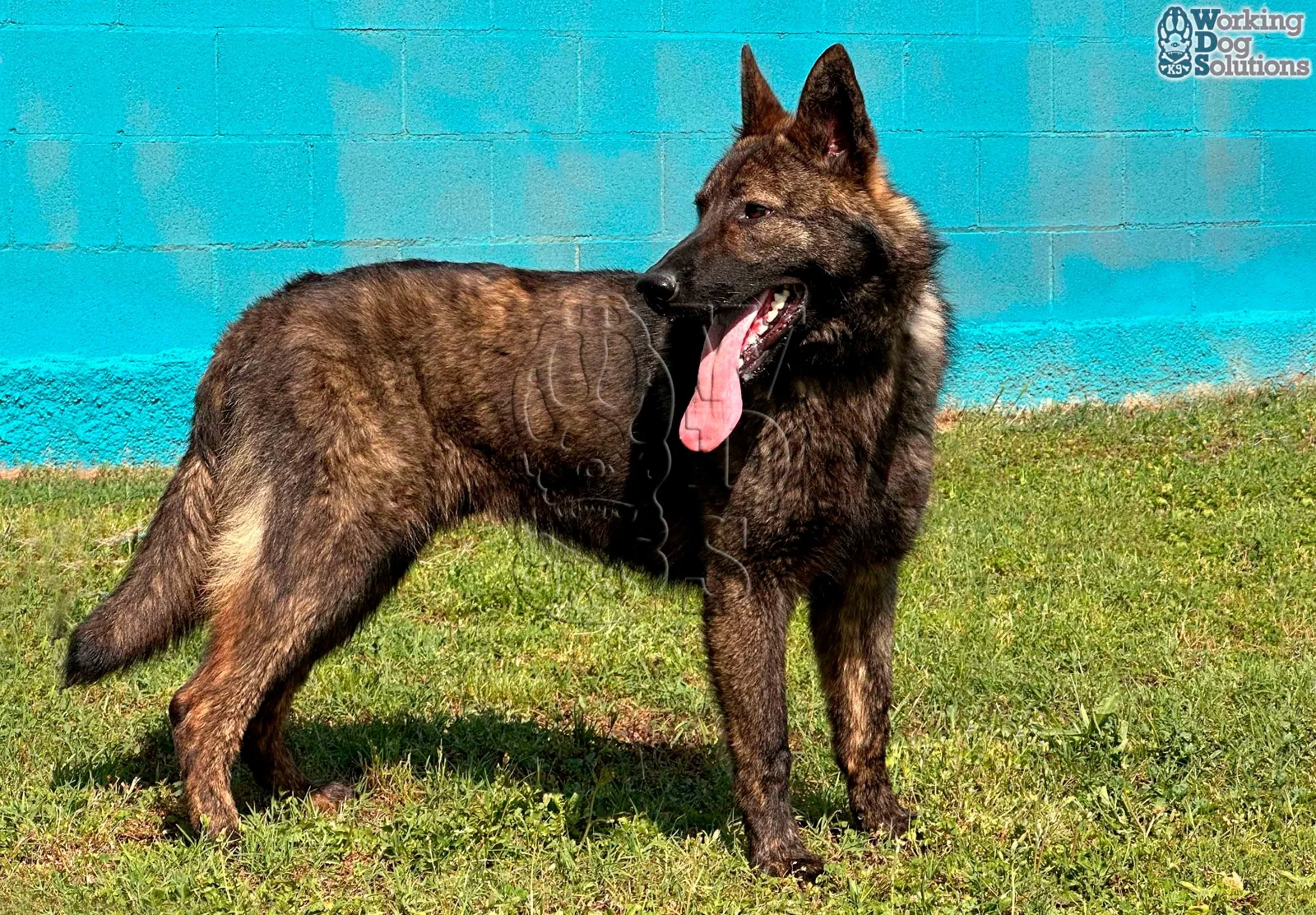 JUNO, perro de Working Dog Solutions