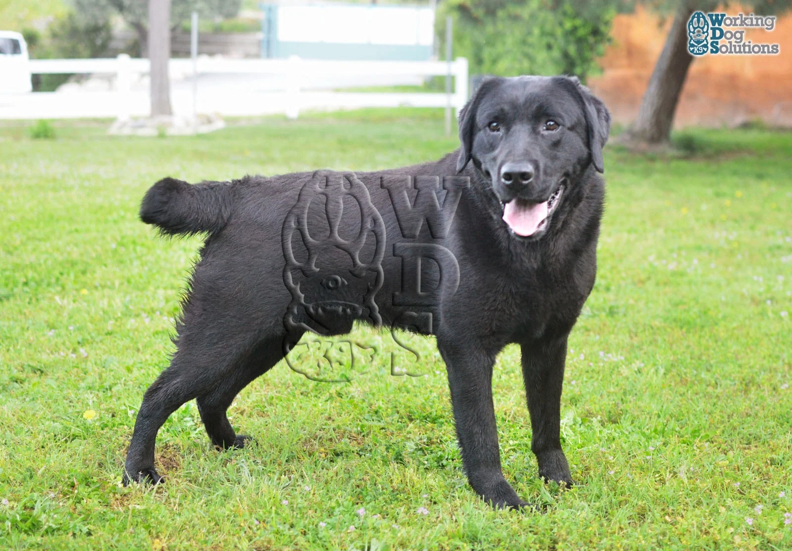 KHEPRI, perro de Working Dog Solutions