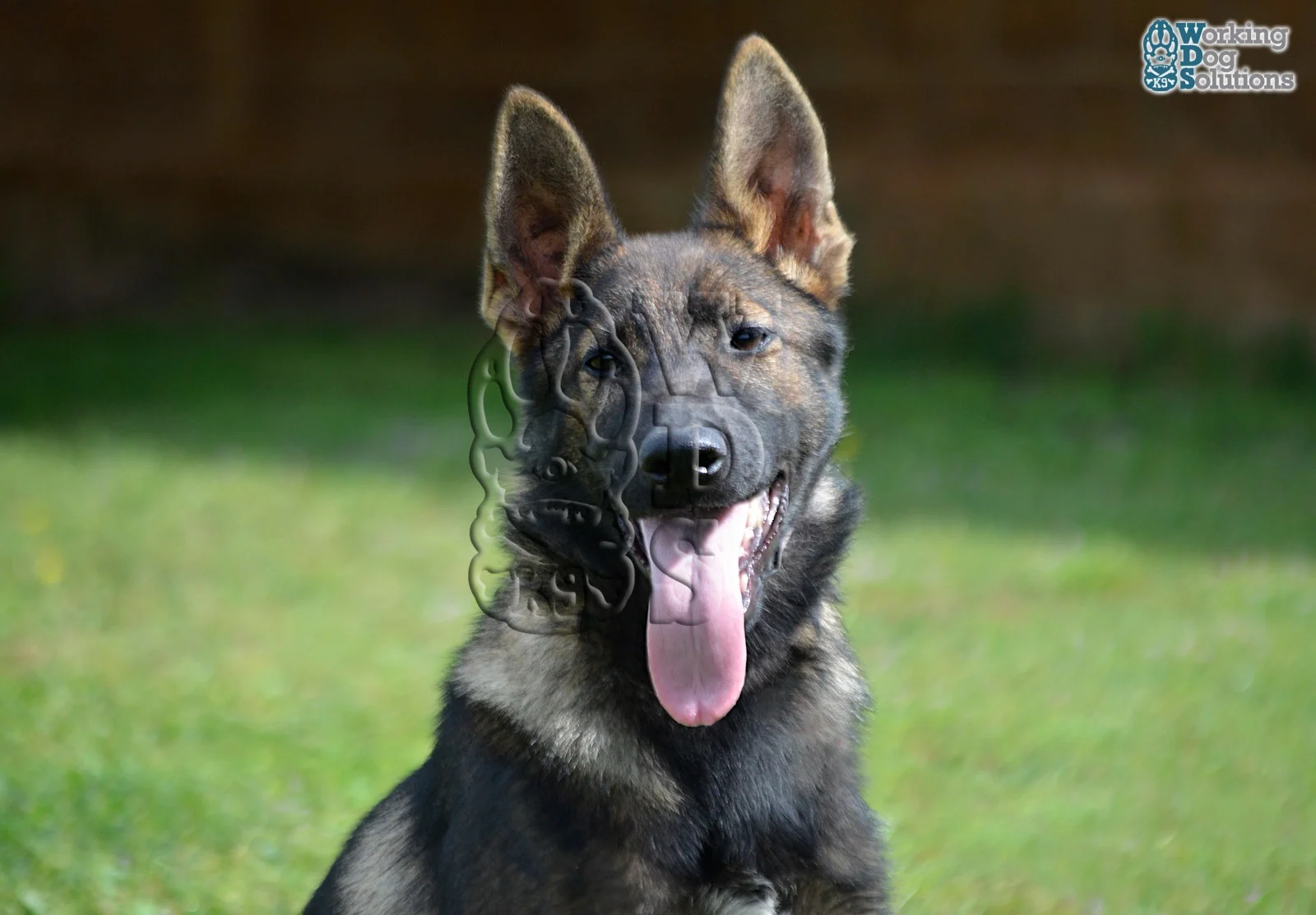 LAVA, perro de Working Dog Solutions
