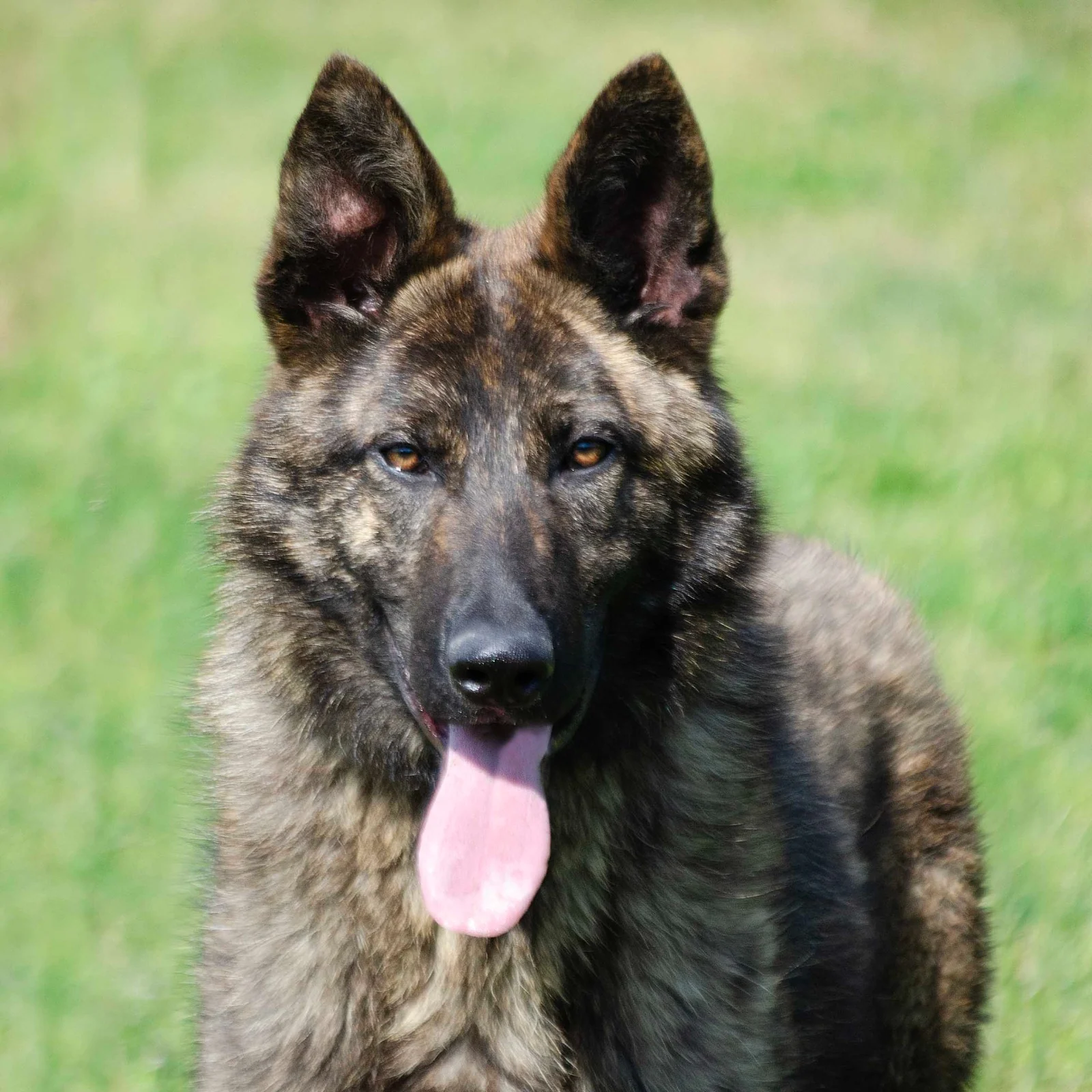 LIMA, perro de Working Dog Solutions