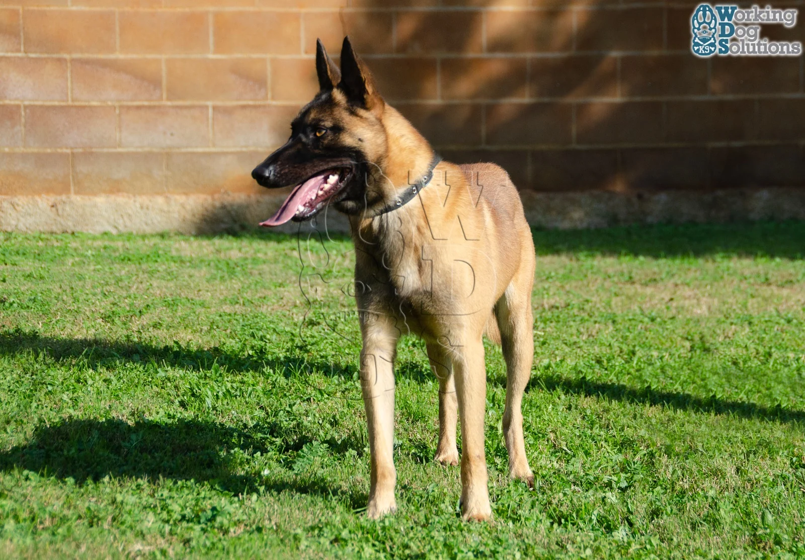 MAX, perro de Working Dog Solutions