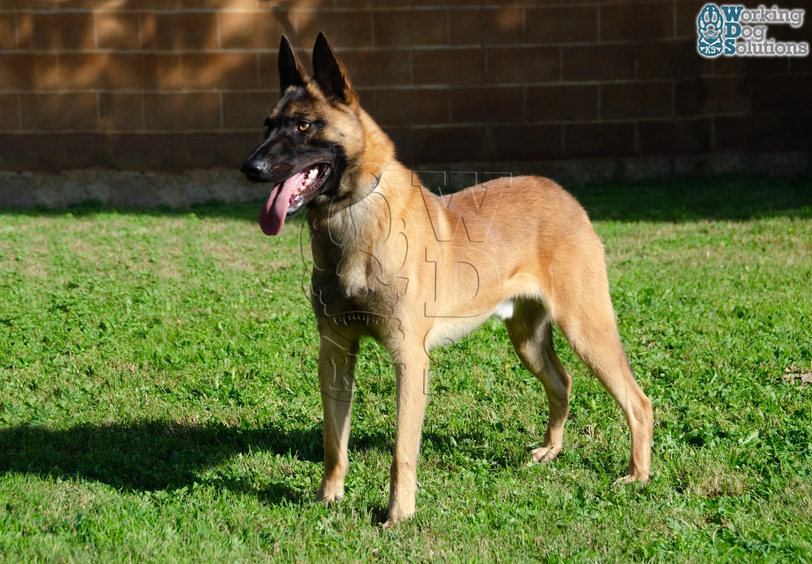 MAX, perro de Working Dog Solutions