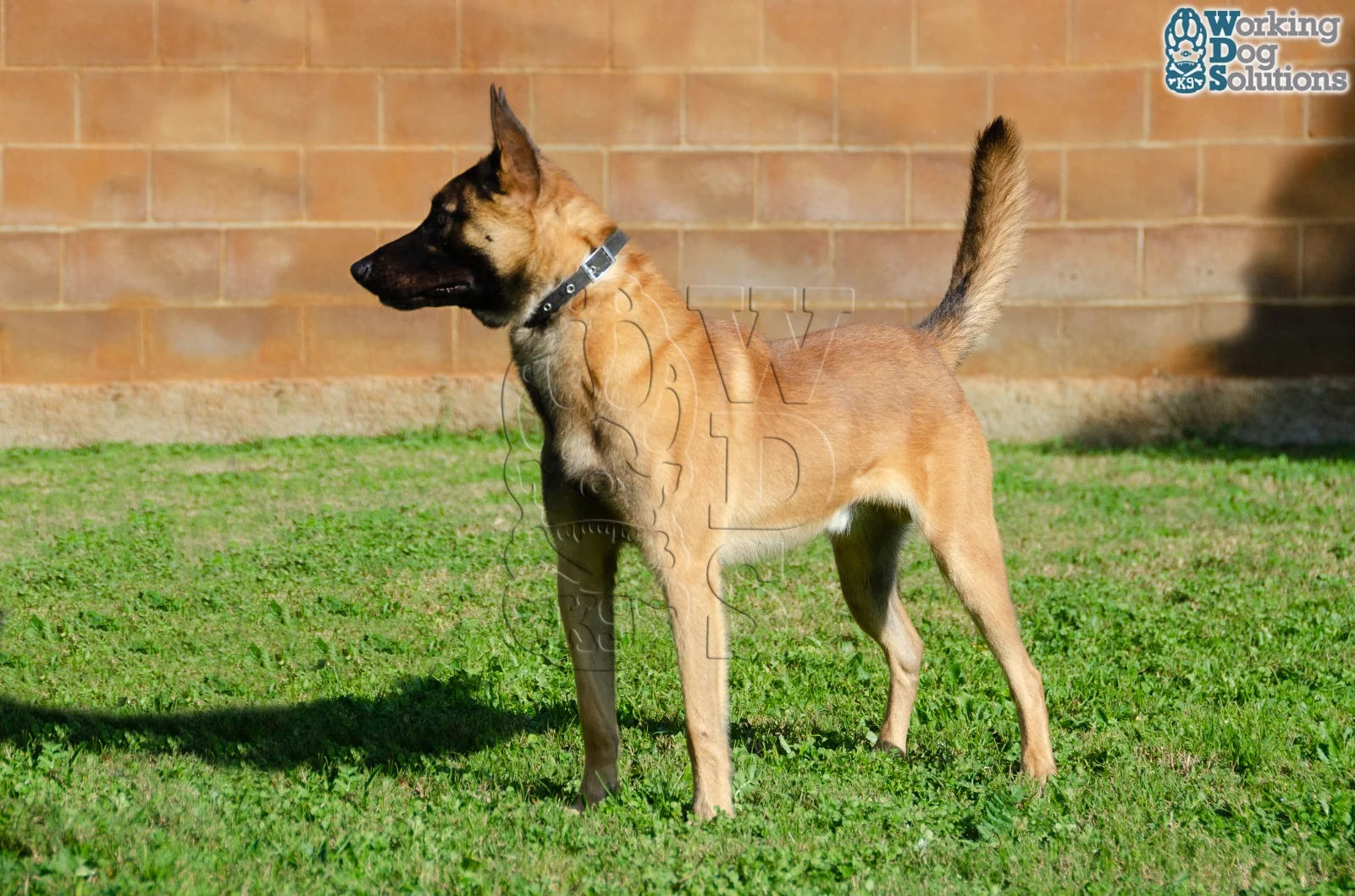MAX, perro de Working Dog Solutions