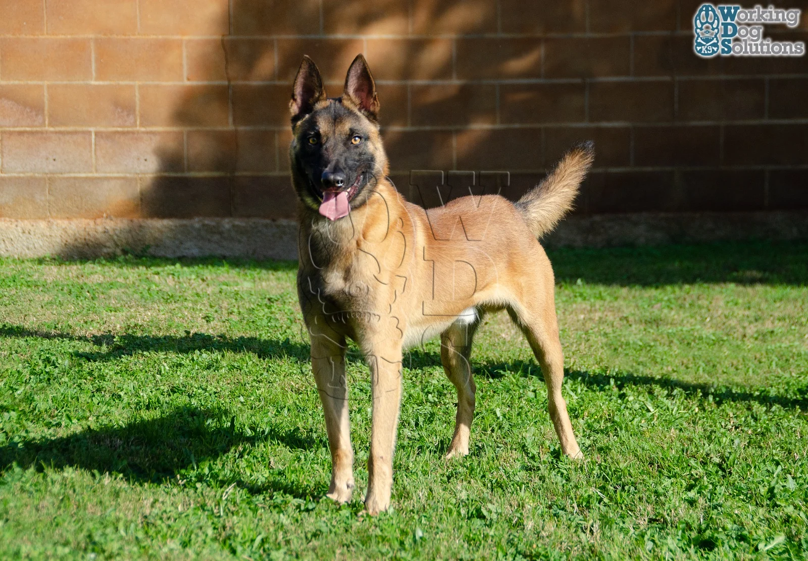 MAX, perro de Working Dog Solutions