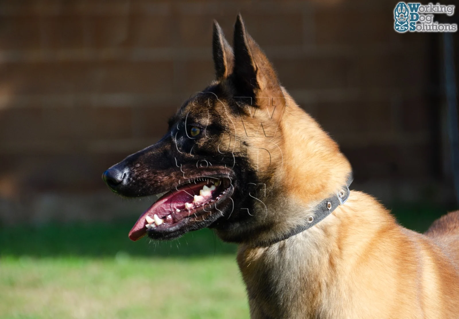 MAX, perro de Working Dog Solutions