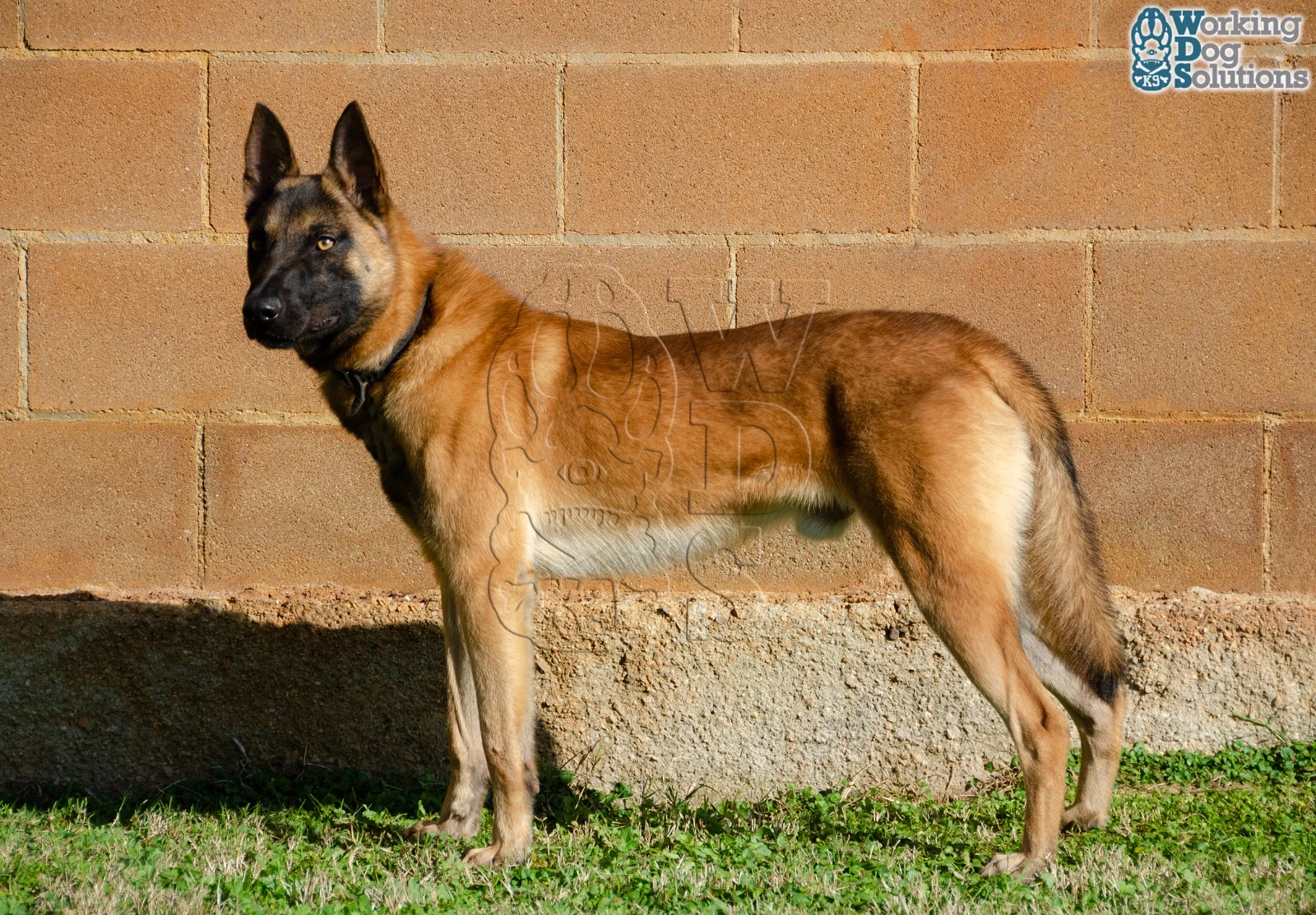MAX, perro de Working Dog Solutions