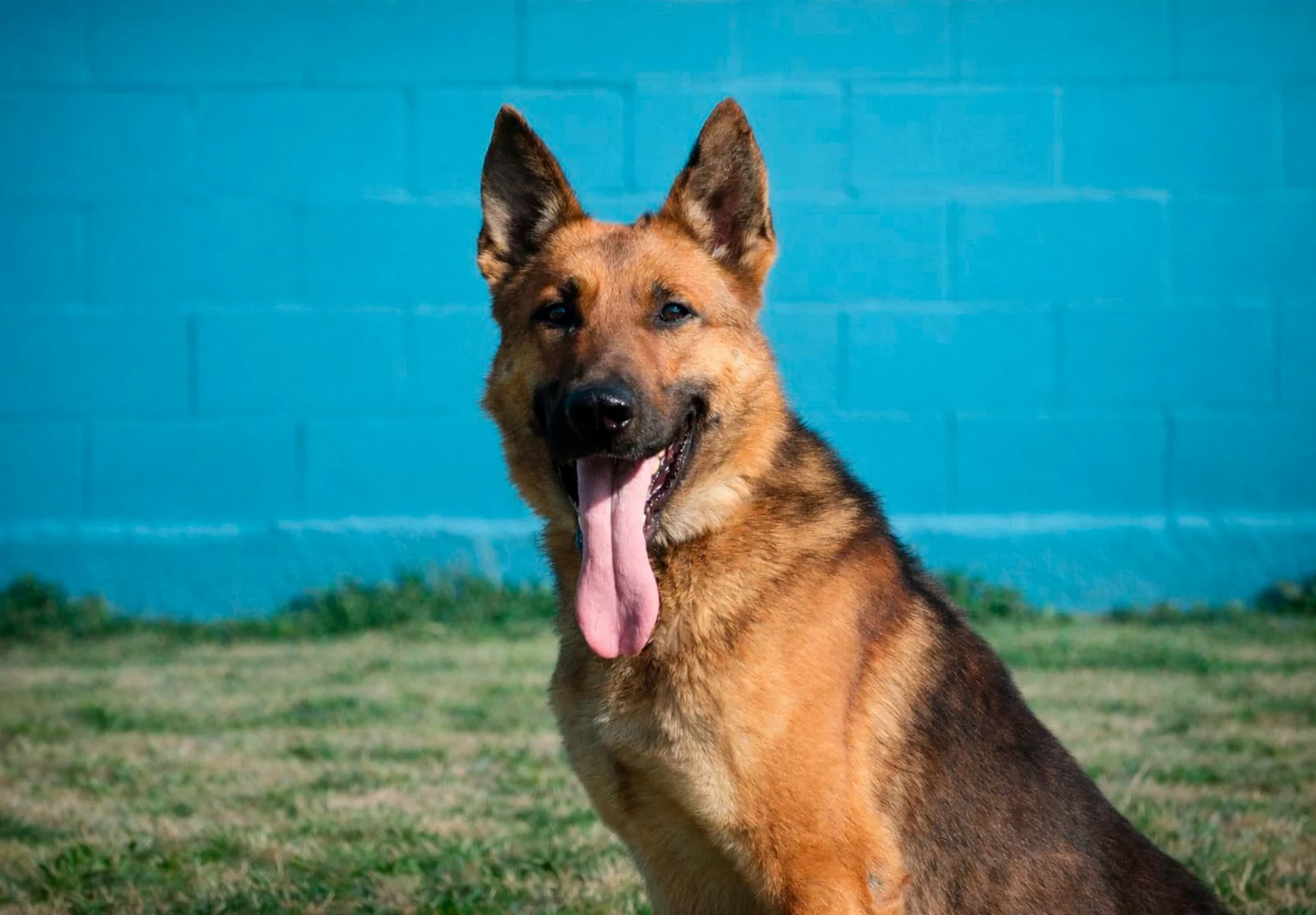 PIT, perro de Working Dog Solutions