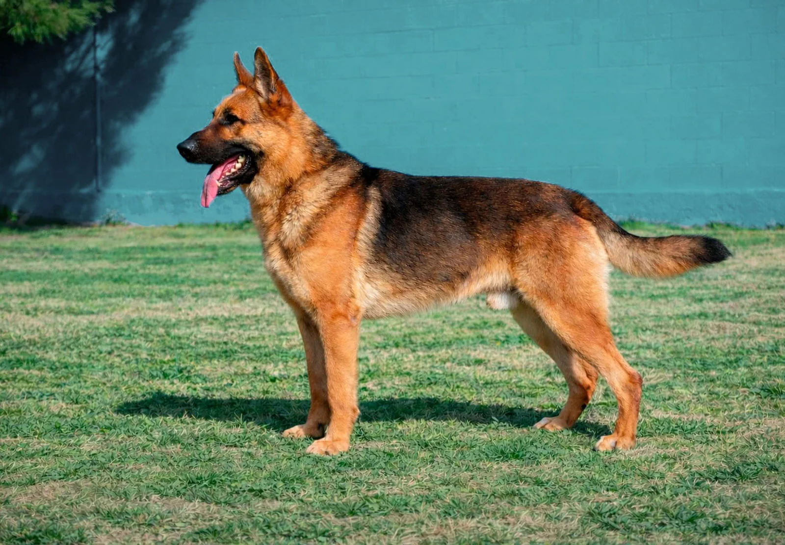 PIT, perro de Working Dog Solutions
