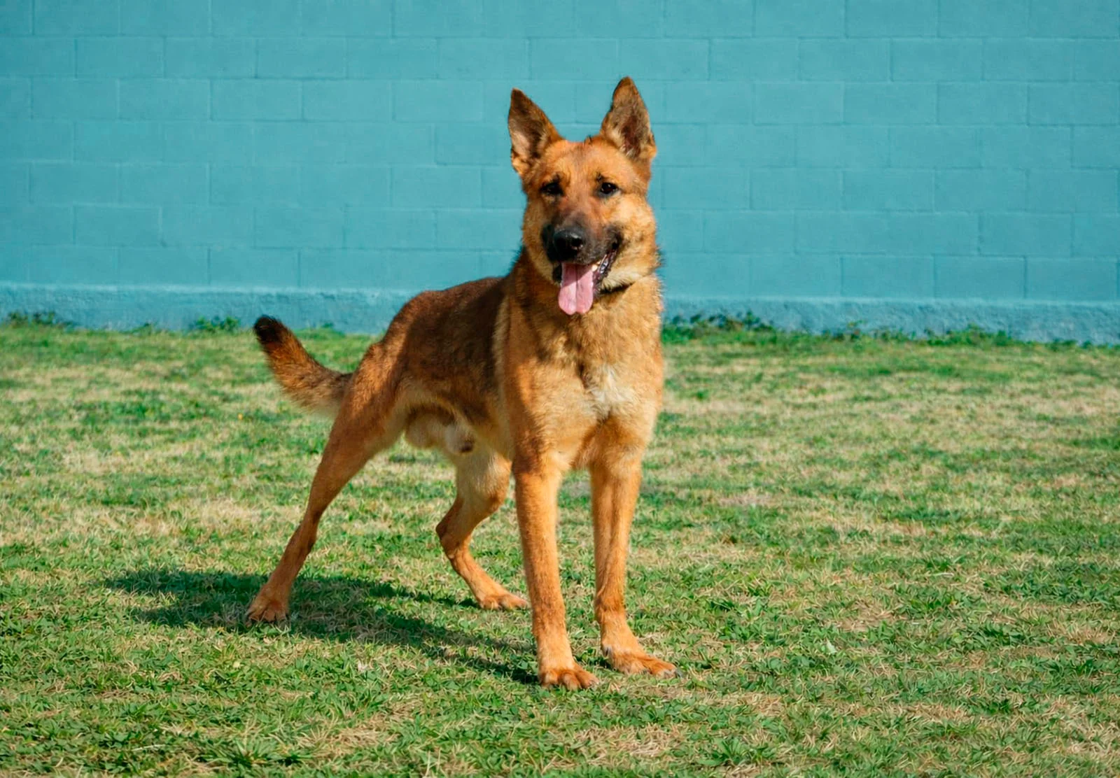 PIT, perro de Working Dog Solutions