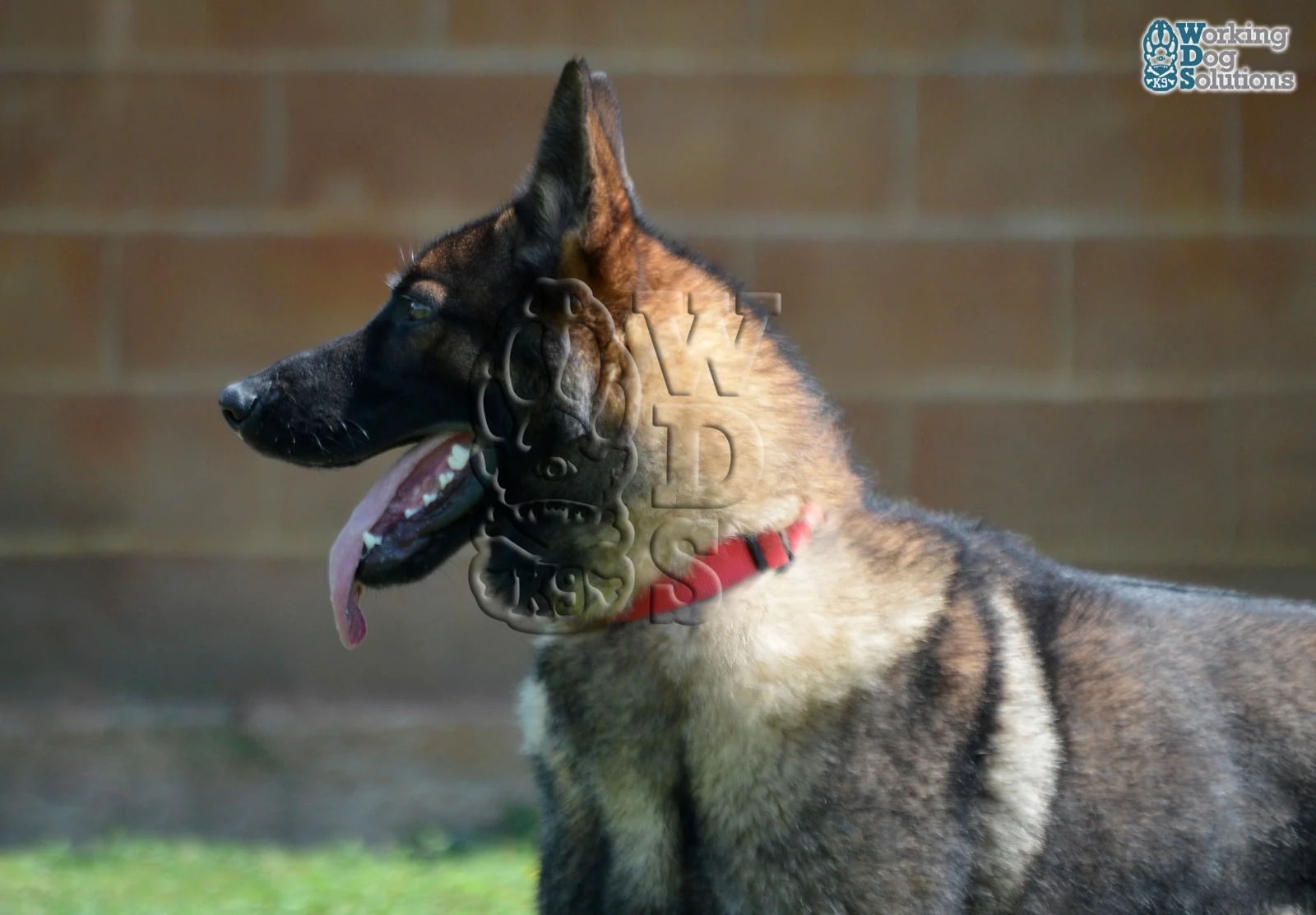 REX, perro de Working Dog Solutions