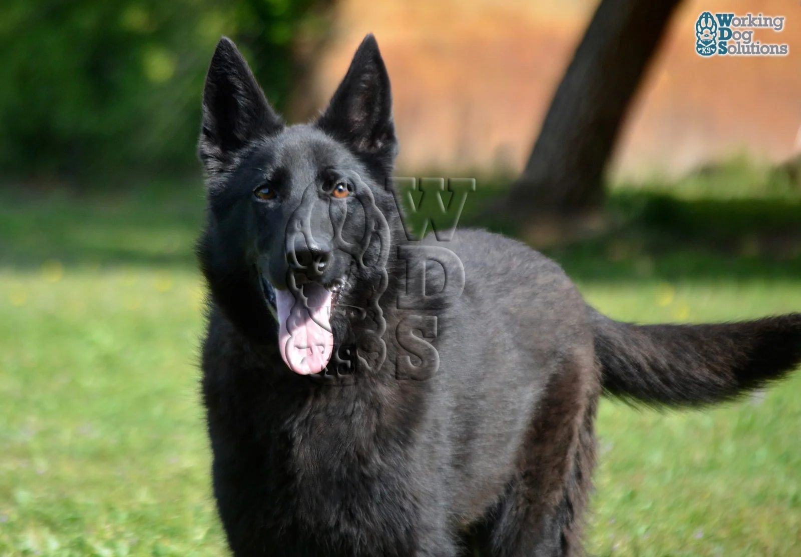 SAHARA, perro de Working Dog Solutions